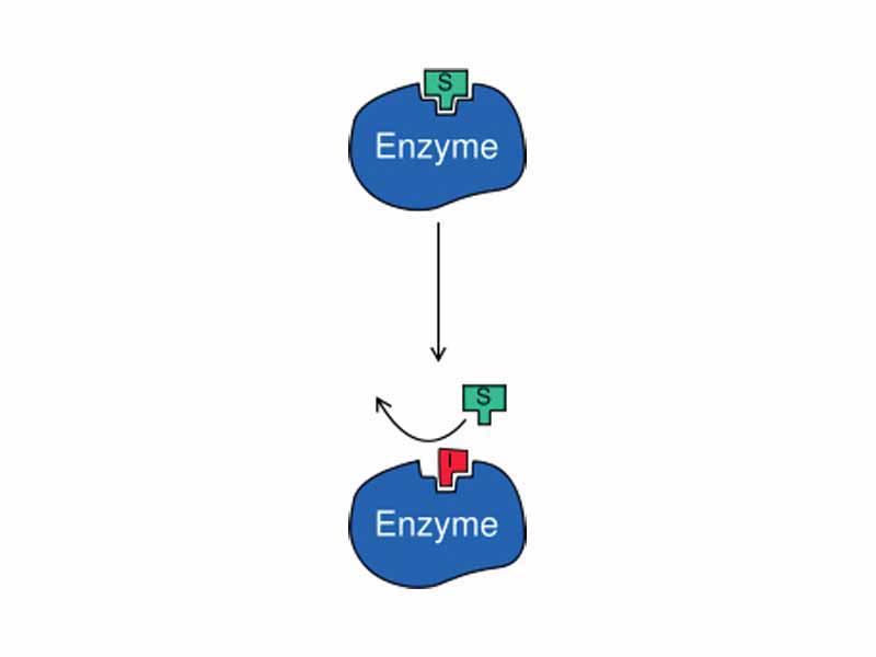 Competitive inhibition: substrate (S) and inhibitor (I) compete for the active site.