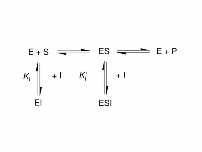 Kinetic scheme for reversible enzyme inhibitors