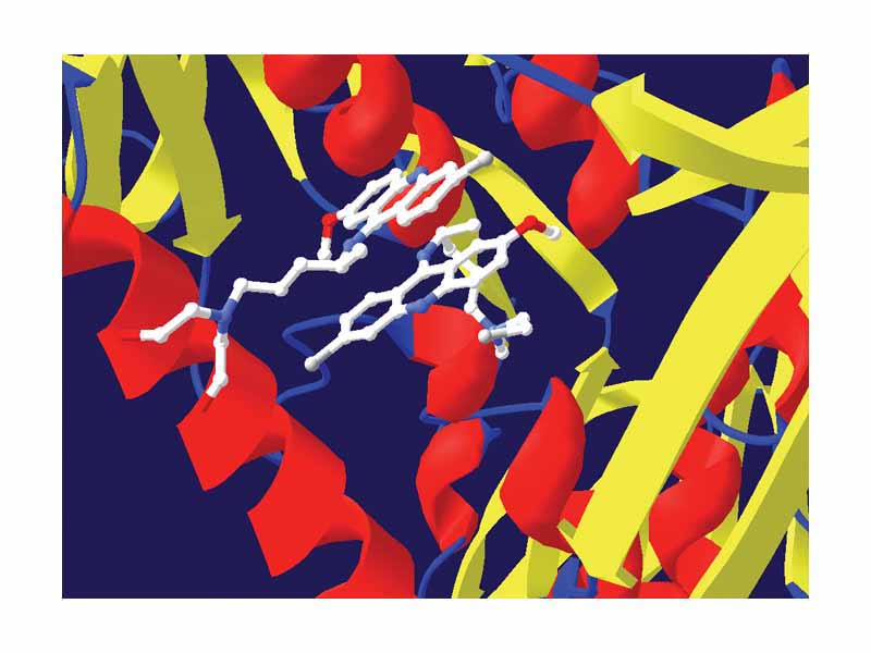 Trypanothione reductase with the lower molecule of an inhibitor bound irreversibly and the upper one reversibly. Created from PDB 1GXF