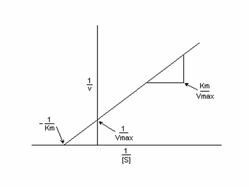 Lineweaver–Burk or double-reciprocal plot of kinetic data, showing the significance of the axis intercepts and gradient.