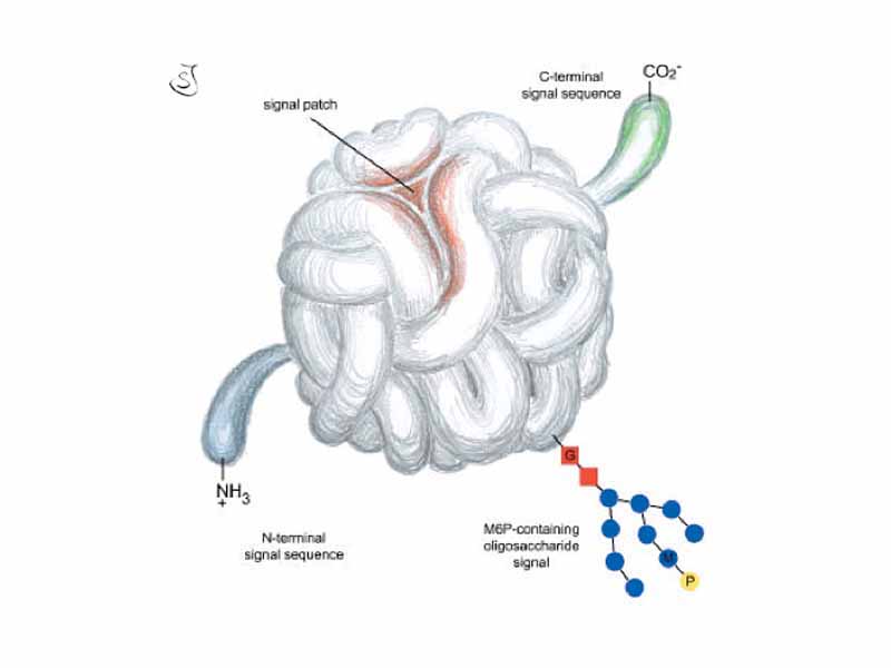 Schematic of 4 different protein signals that enable localisation in the cell