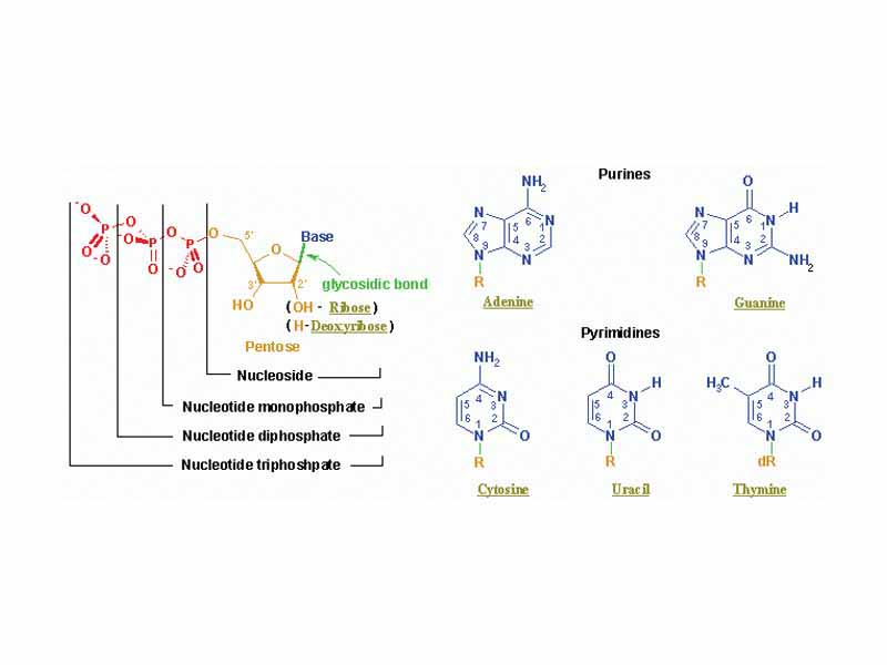 The structure elements of the most common nucleotides