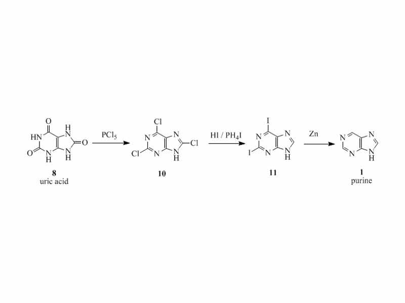 Fischer Purine Synthesis