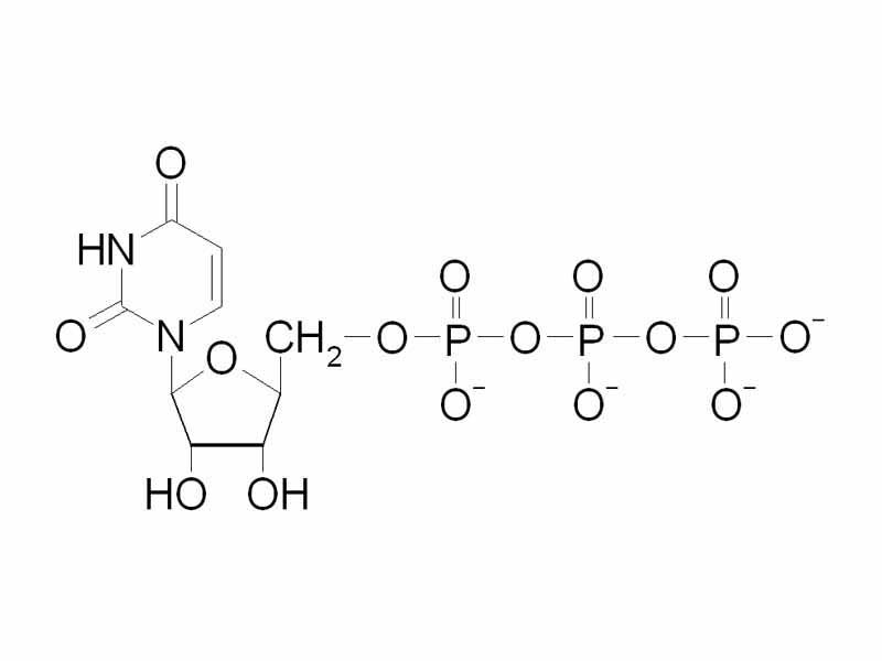 Uridine triphosphate