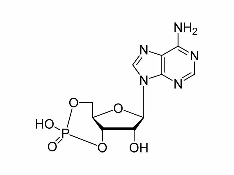 Cyclic AMP chemical structure