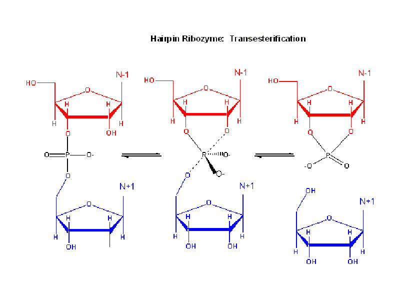 RNA lability