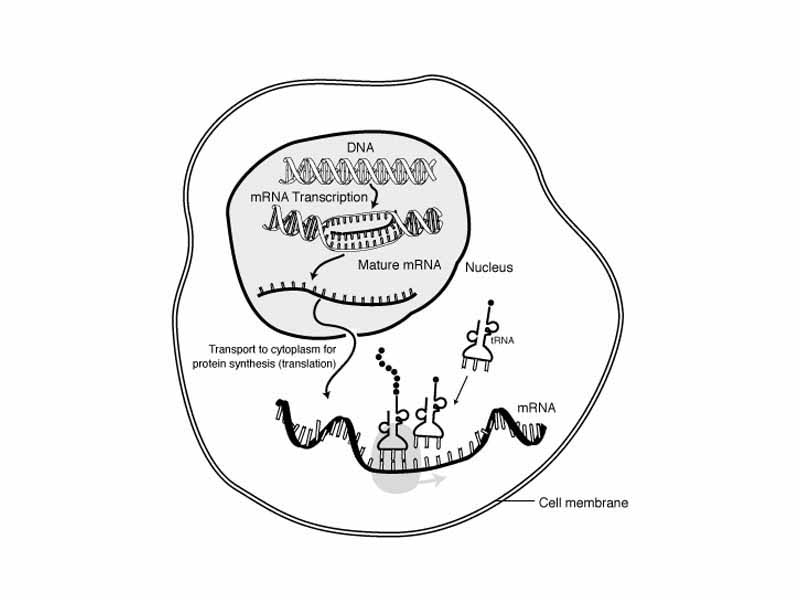 The interaction of mRNA in a cell.