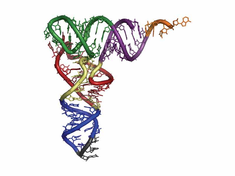 Structure of tRNA