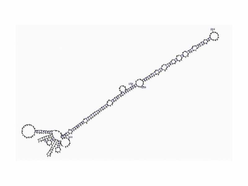 The secondary structure of a precursor microRNA sequence from Brassica oleracea, as predicted by MFOLD (http://bioweb.pasteur.fr/seqanal/interfaces/mfold-simple.html) by M. Zuker. GIF generation by plt22gif, D. Stewart and M. Zuker 2007.