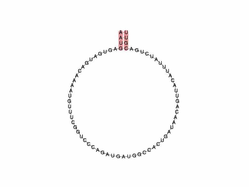 Example of a C/D box snoRNA secondary structure taken from the Rfam database. This example is SNORD73 (RF00071).