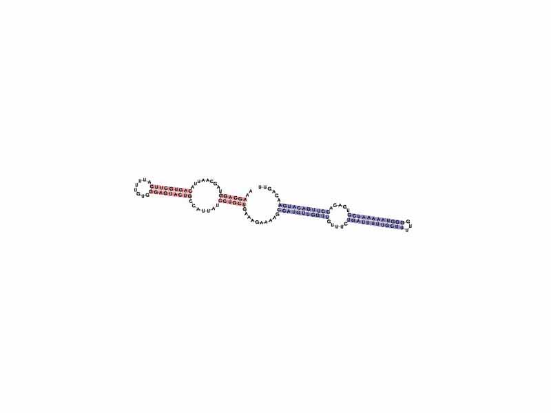 Example of a H/ACA box snoRNA secondary structure taken from the Rfam database. This example is SNORA69 (RF00265).