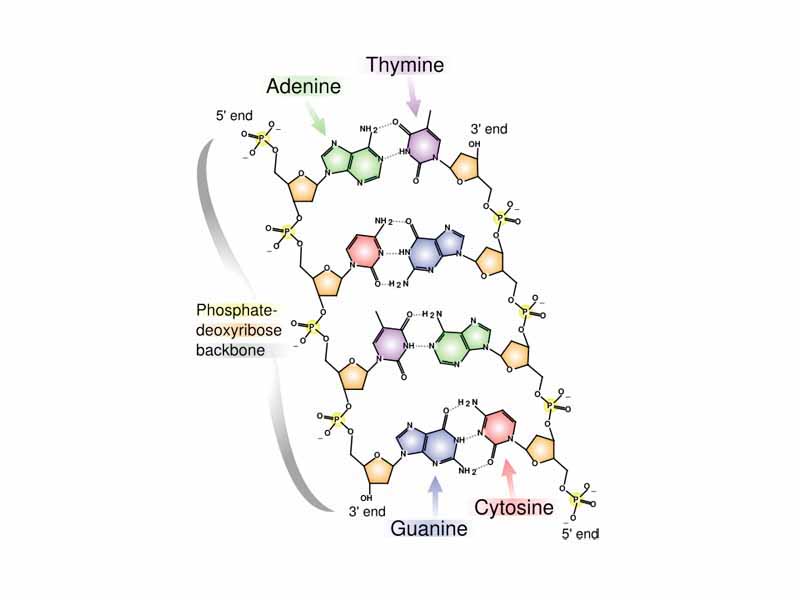 The chemical structure of DNA