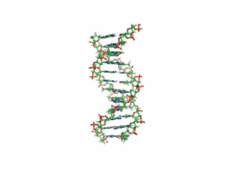 Animation of the structure of a section of DNA. The bases lie horizontally between the two spiraling strands.