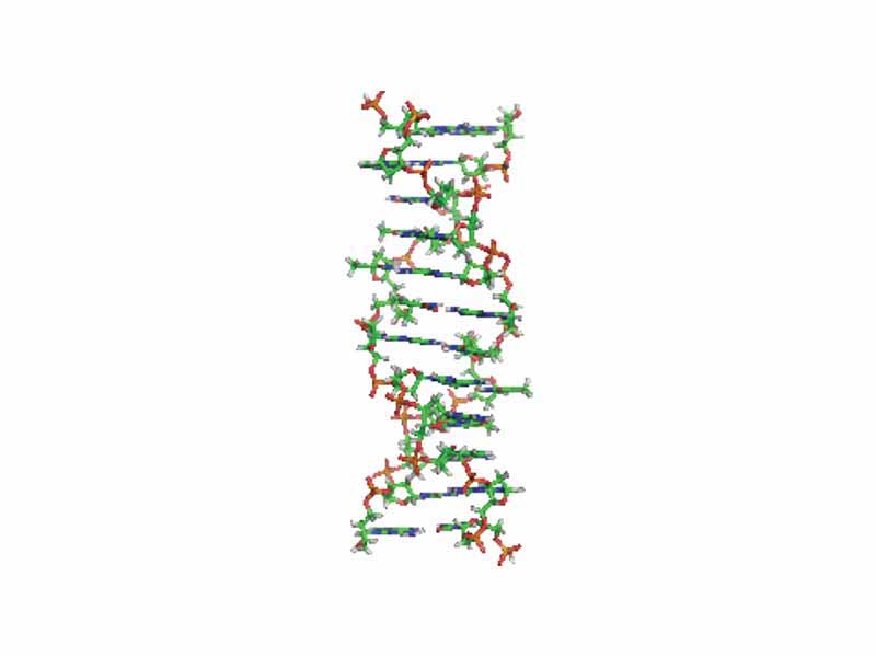 The Z-DNA structure.