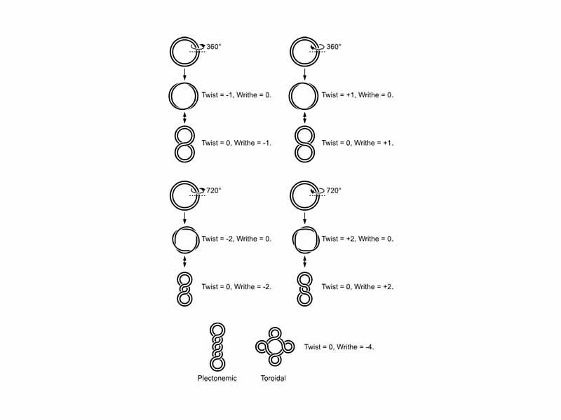 Supercoiled structure of circular DNA molecules with low writhe. Note that the helical nature of the DNA duplex is omitted for clarity.