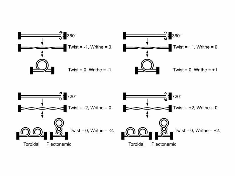 Supercoiled structure of linear DNA molecules with constrained ends. Note that the helical nature of the DNA duplex is omitted for clarity. Note: This illustration includes 2 minor errors; the plectonemic illustrations of writhe ±2 show writhe ±3. Otherwise the image is correct.