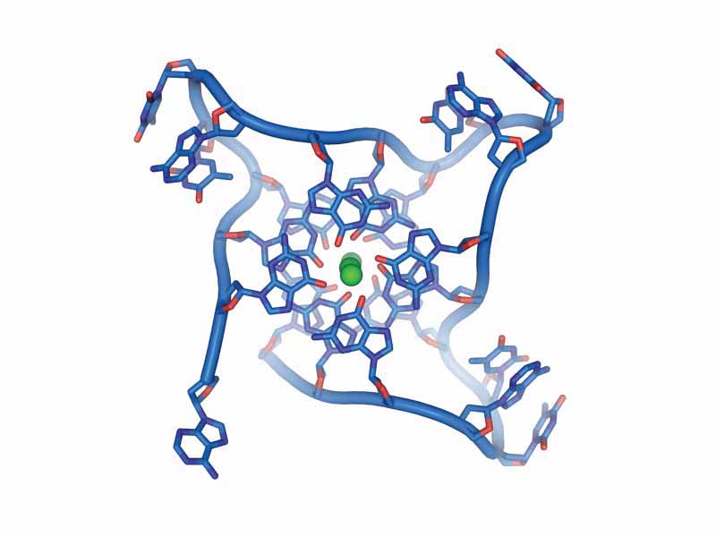 Structure of a DNA quadruplex formed by telomere repeats. The conformation of the DNA backbone diverges significantly from the typical helical structure