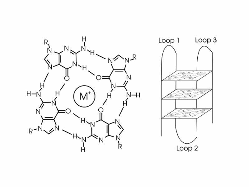 Structure of a G-quadruplex. Left: a G-tetrad. Right: an intramolecular G-quadruplex