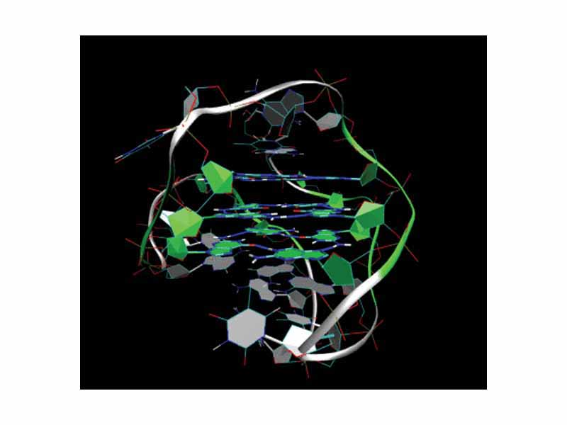 3D Structure of the intramolecular human telomeric G-quadruplex in potassium solution (PDB ID 2HY9). The backbone is represented by a tube. The center of this structure contains three layers of G-tetrads. The hydrogen bonds in these layers are represented by blue dashed lines.