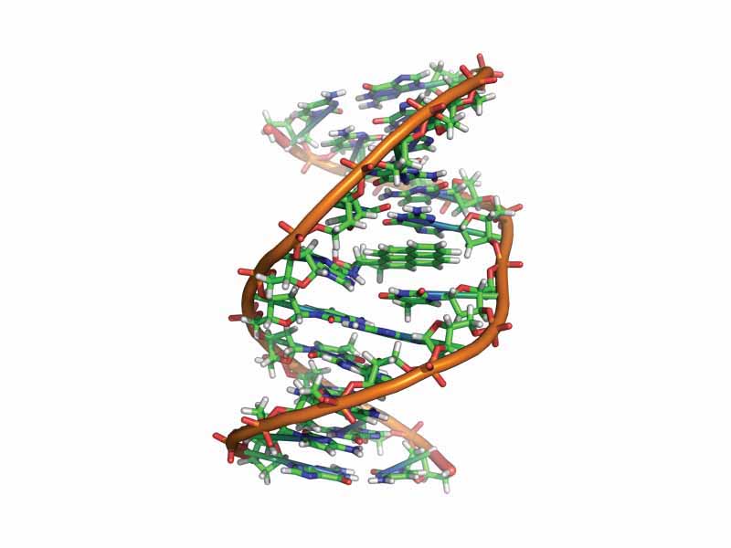 Benzopyrene, the major mutagen in tobacco smoke, in an adduct to DNA