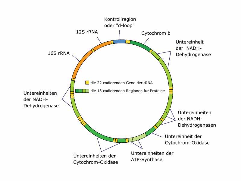 Mitochondrial DNA