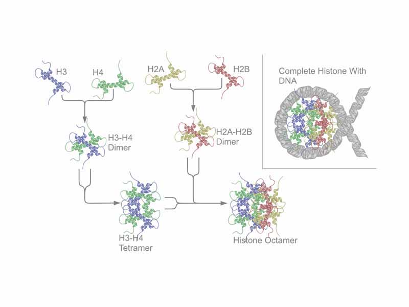 Schematic representation of the assembly of the core histones into the nucleosome.