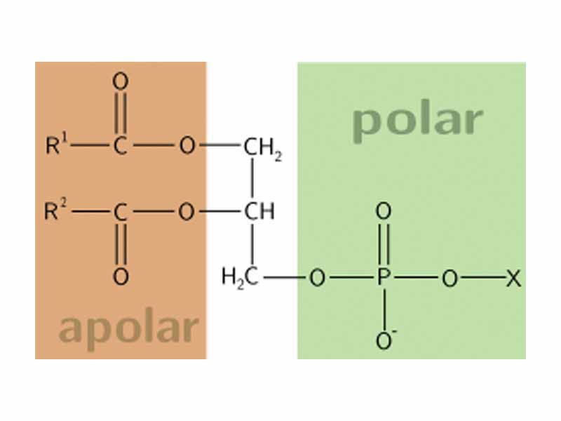 General structure of a phospholipid