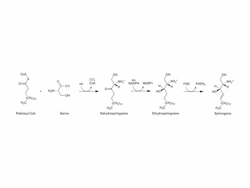 Sphingosine synthesis