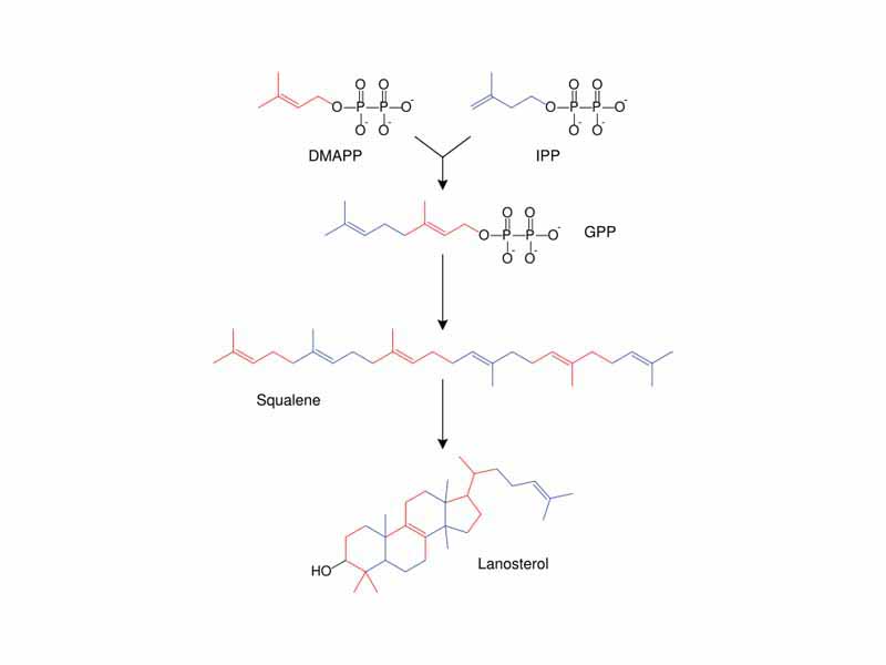 Simplified version of the steroid synthesis pathway with the intermediates isopentenyl pyrophosphate (IPP), dimethylallyl pyrophosphate (DMAPP), geranyl pyrophosphate (GPP) and squalene shown. Some intermediates are omitted.