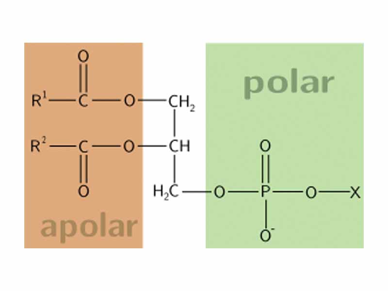 Phospholipids have amphipathic character.