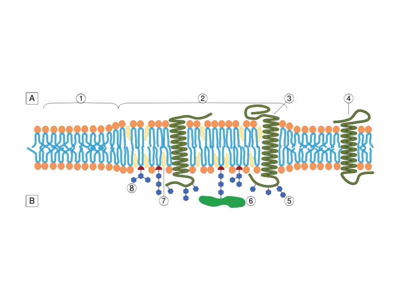 Lipid raft organisation scheme      A Intracellular space or cytosol     B Extracellular space or vesicle/Golgi apparatus lumen     1. Non-raft membrane    2. Lipid raft    3. Lipid raft associated transmembrane protein    4. Non-raft membrane protein    5. Glycosylation modifications (on glycoproteins and glycolipids)    6. GPI-anchored protein    7. Cholesterol    8. Glycolipid 