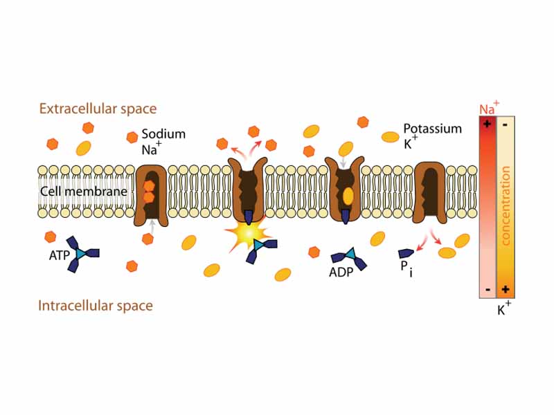 Sodium-Potassium pump, an example of Primary active transport