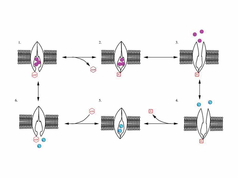 Cycle of sodium potassium pump