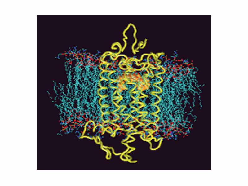 A rhodopsin molecule (yellow) with bound retinal (orange), embedded in a cell membrane (lipids shown as green, head groups as red/blue).