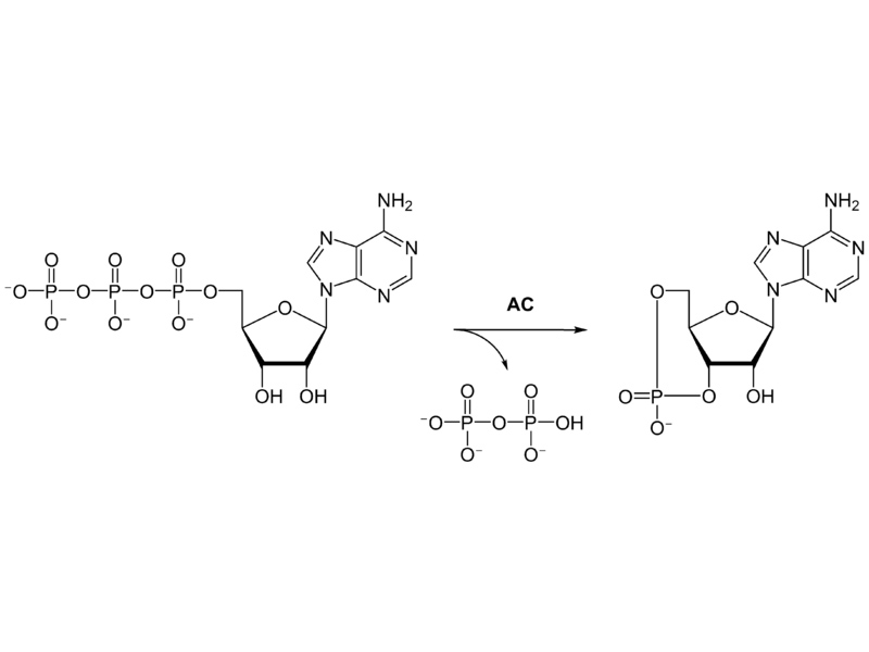 Adenylate Cyclase catalyzes the conversion of ATP to cyclic AMP