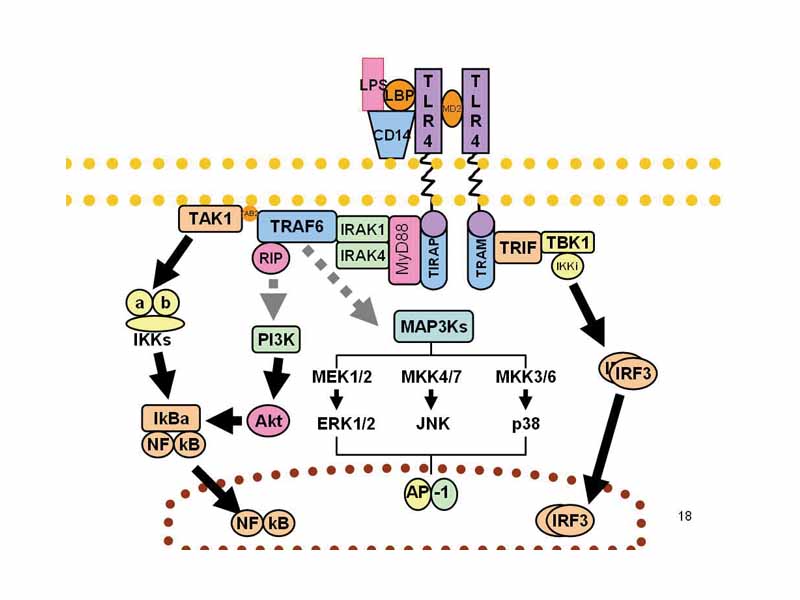 Signaling pathway of toll-like receptors. Dashed grey lines represent unknown associations