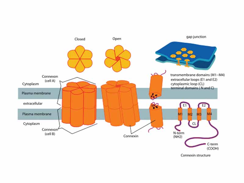 The diagram shows a gap junction and its main element. connexon. together with the structure of the connexin