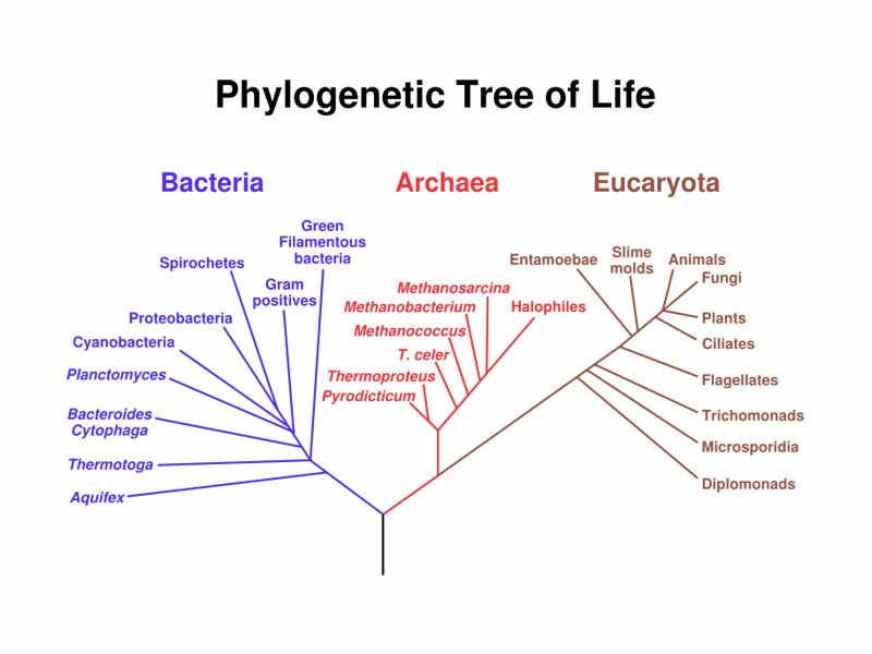 A speculatively rooted tree for rRNA genes