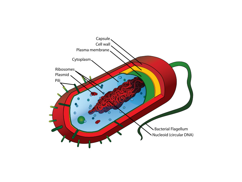 Bacterial cell