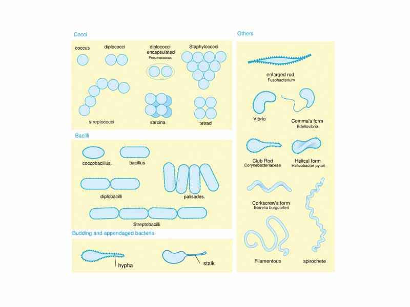 Bacteria display a large diversity of cell morphologies and arrangements.