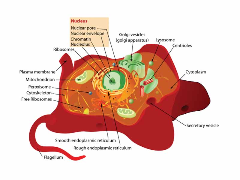 Structure of a typical animal cell.