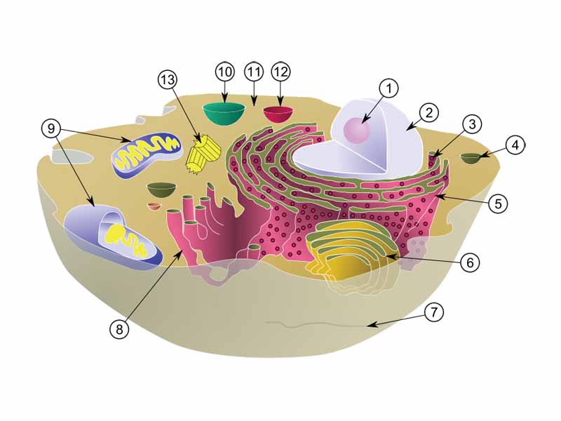 Schematic showing the cytoplasm, with its components (or organelles), of a typical animal cell. Organelles: (1) nucleolus (2) nucleus (3) ribosome (4) vesicle (5) rough endoplasmic reticulum (6) Golgi apparatus (7) cytoskeleton (8) smooth endoplasmic reticulum (9) mitochondria (10) vacuole (11) cytosol (12) lysosome (13) centriole.