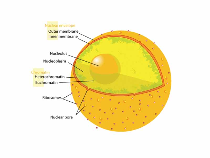 Nuclear envelope