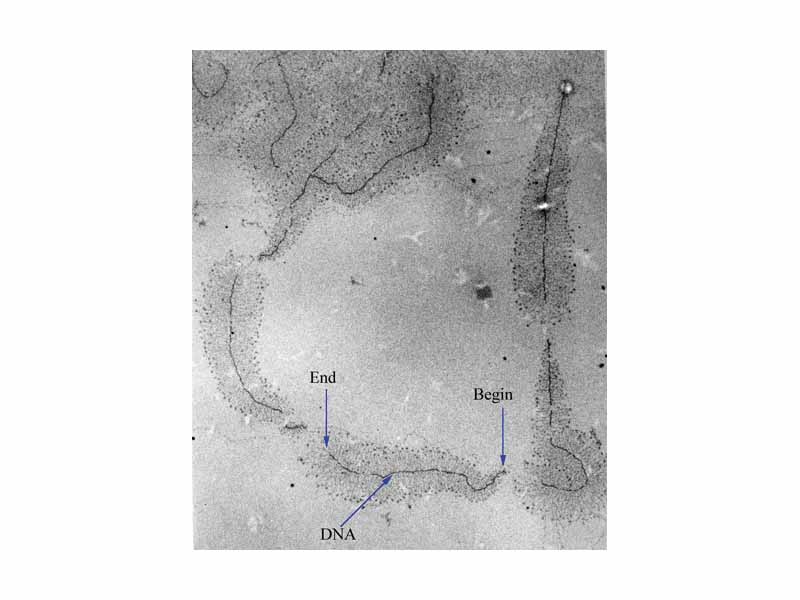 A micrograph of ongoing gene transcription of ribosomal RNA illustrating the growing primary transcripts. Begin indicates the 3' end of the DNA, where new RNA synthesis begins; end indicates the 5' end, where the primary transcripts are almost complete.