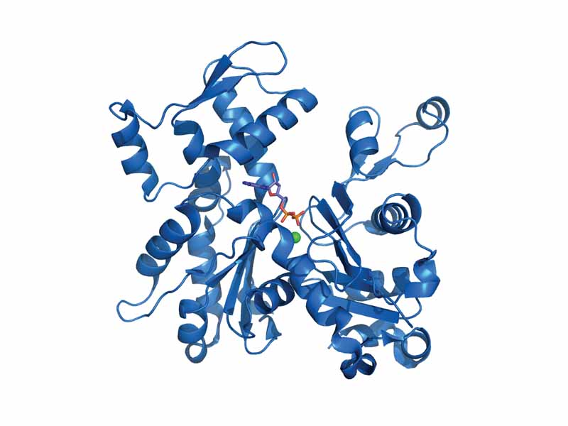 G-Actin (PDB code: 1j6z). ADP and the divalent cation are highlighted.