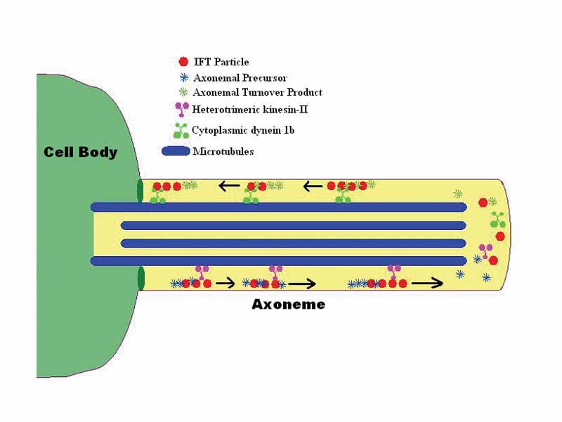 A simplified model of Intraflagellar Transport