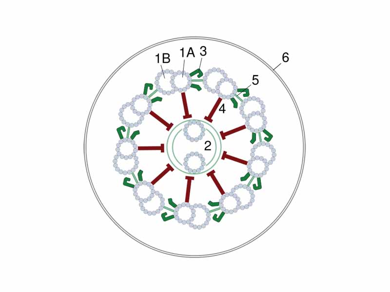 Diagram of a cross-section of the axoneme microtubule array present in all undulipodia