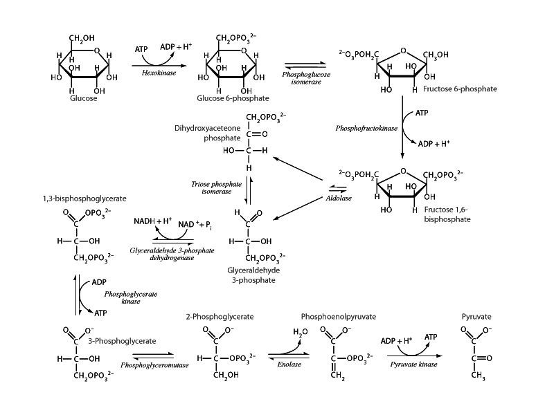 Glycolysis.