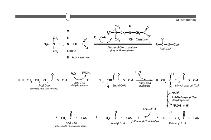 Fatty acid oxidation 2