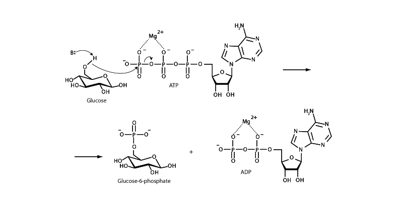 Hexokinase.